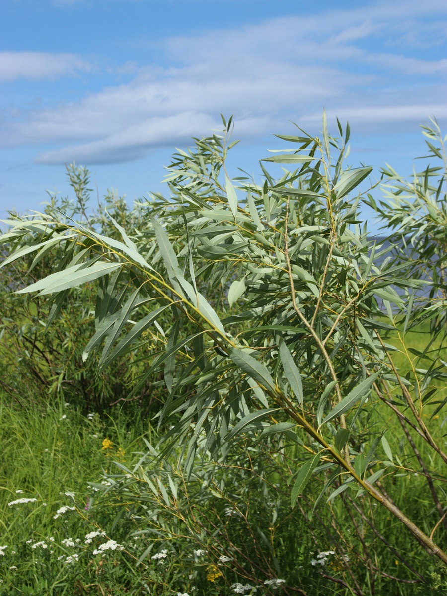 Image of Salix triandra specimen.