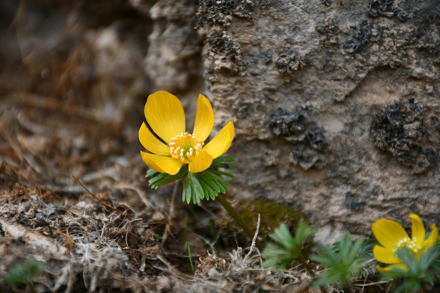 Image of Eranthis longistipitata specimen.