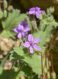 род Erodium. Цветок. Испания, автономное сообщество Каталония, провинция Жирона, комарка Баш Эмпорда, муниципалитет Паламос, арх. раскопки иберийского поселения, у каменной кладки. 10.04.2024.