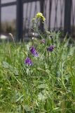 Vicia villosa