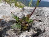 Campanula albovii. Основание растения. Адыгея, Кавказский биосферный заповедник, хр. Каменное Море, ≈ 2000 м н.у.м., в расщелине скалы. 28.07.2018.