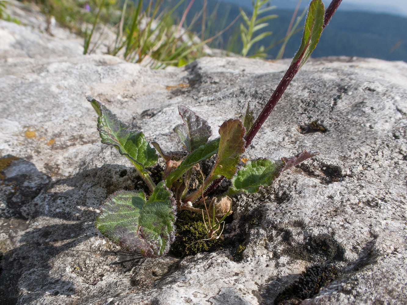 Image of Campanula albovii specimen.