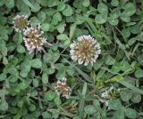 Trifolium repens. Цветущие растение. Абхазия, Гагрский р-н, с. Лдзаа, обочина дороги. 13.04.2024.