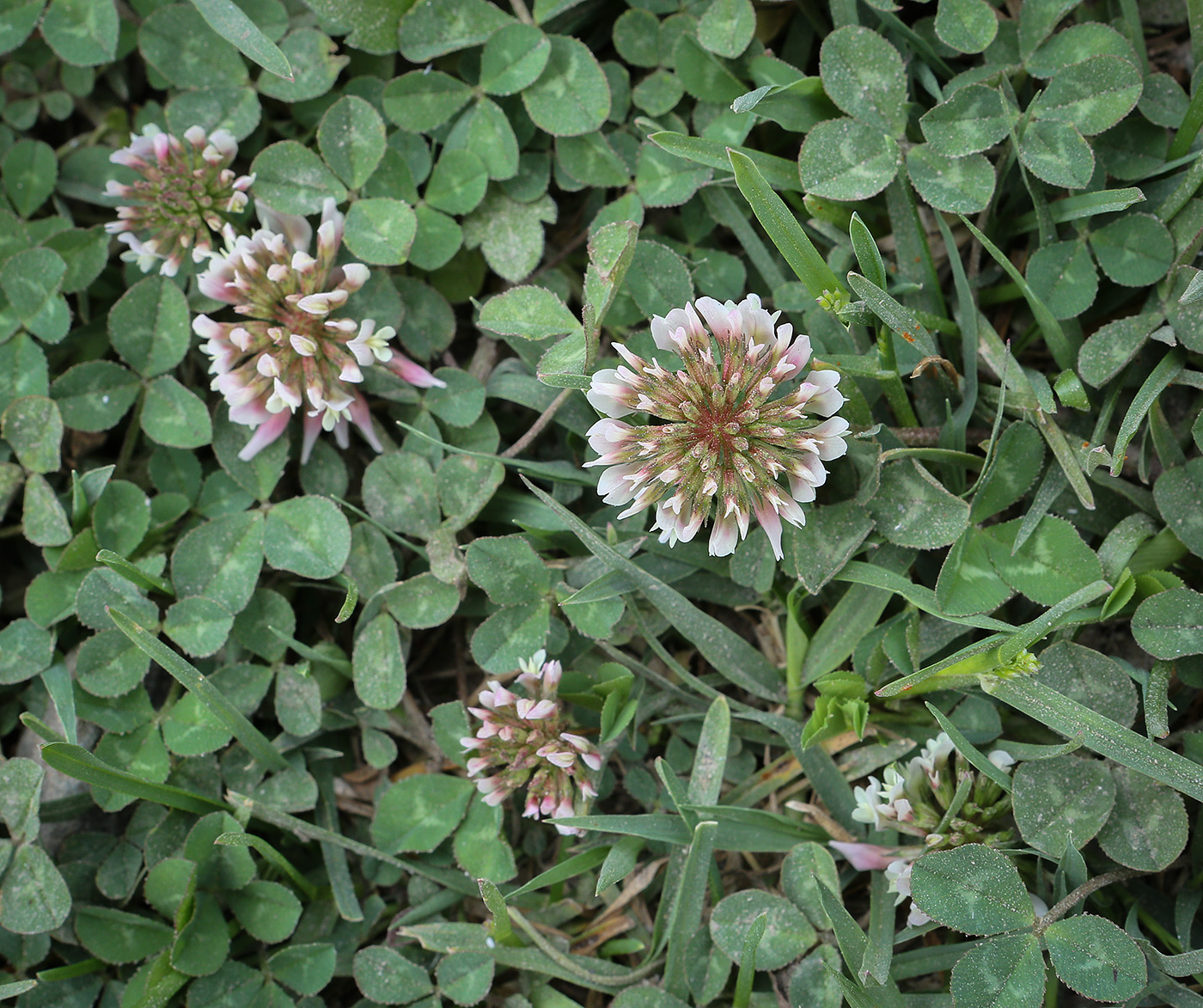 Image of Trifolium repens specimen.