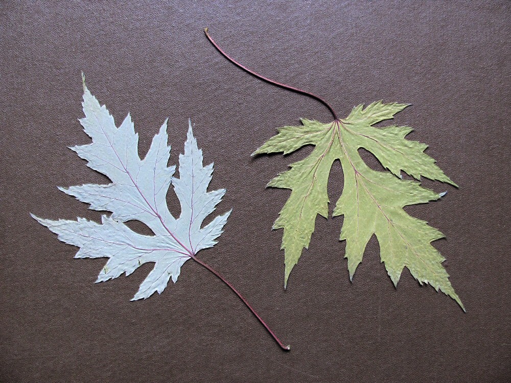 Image of Acer saccharinum specimen.