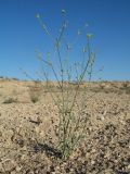 Euphorbia sclerocyathium