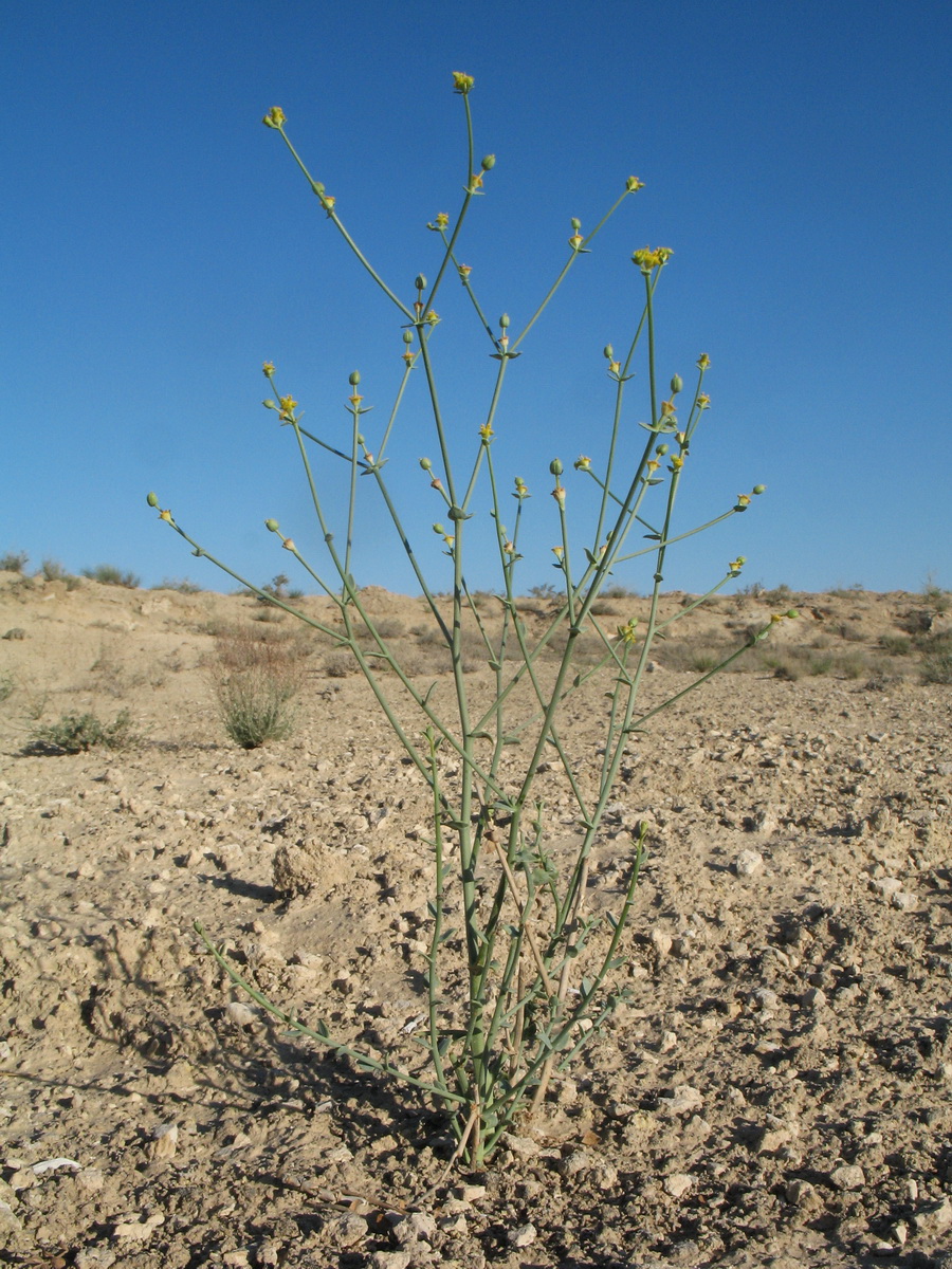 Изображение особи Euphorbia sclerocyathium.