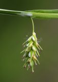 Image of taxon representative. Author is Вера Волкотруб