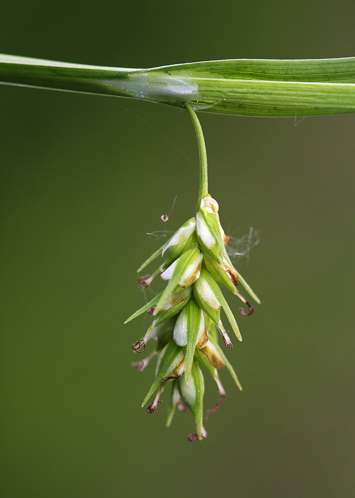 Image of Carex nikolskensis specimen.
