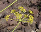 Ferula ovina. Соцветие. Казахстан, Жетысуская обл., нац. парк \"Алтын-Эмель\", ур. Тайгак, каменистая осыпь. 7 мая 2024 г.