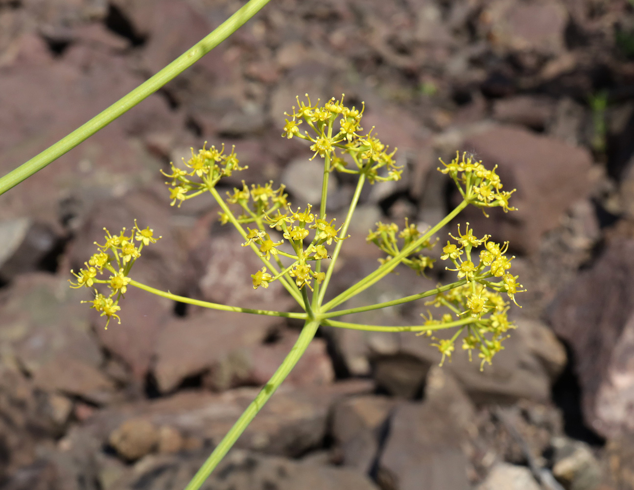 Изображение особи Ferula ovina.