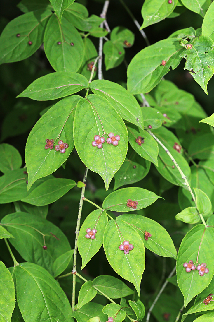 Image of Euonymus pauciflorus specimen.