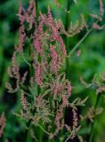 Rumex acetosa. Соцветие. Красноярский край, Туруханский р-н, берег р. Енисей в р-не устья р. Хантайка, песчаный участок пляжа. 21.07.2023.