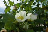 Hibiscus mutabilis