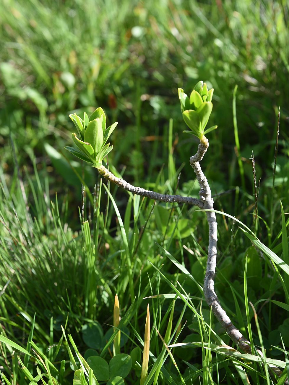 Image of genus Daphne specimen.