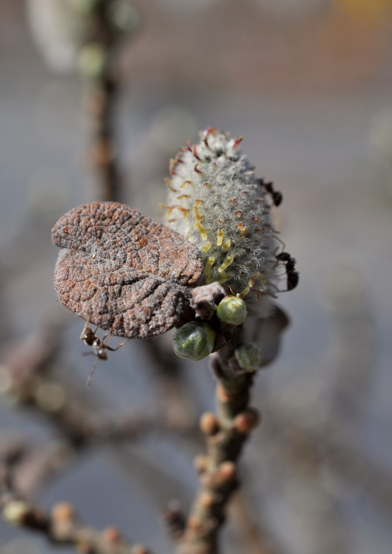 Image of Salix × sibyllina specimen.