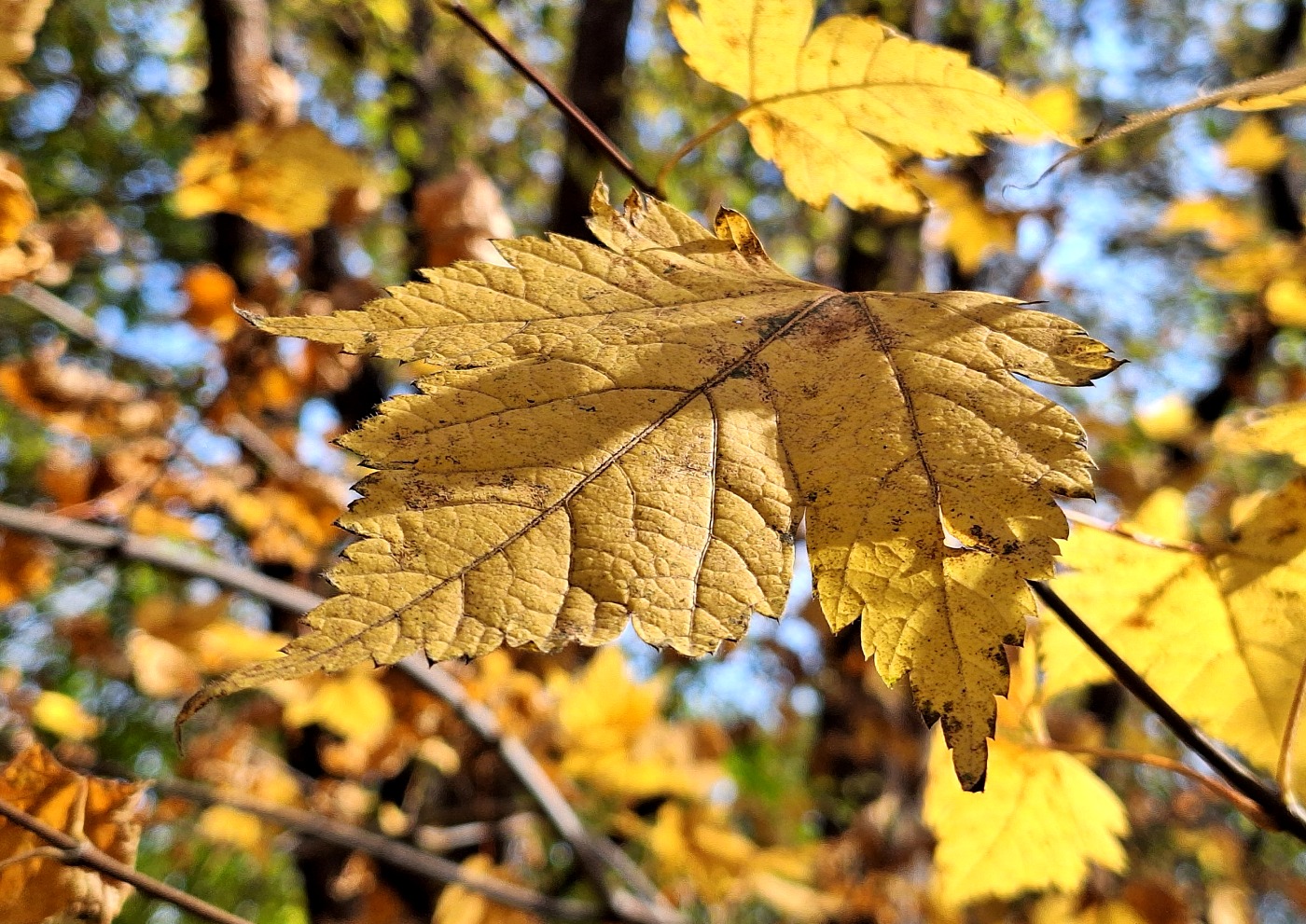 Image of Acer barbinerve specimen.