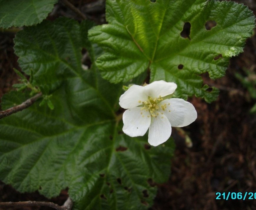 Изображение особи Rubus chamaemorus.