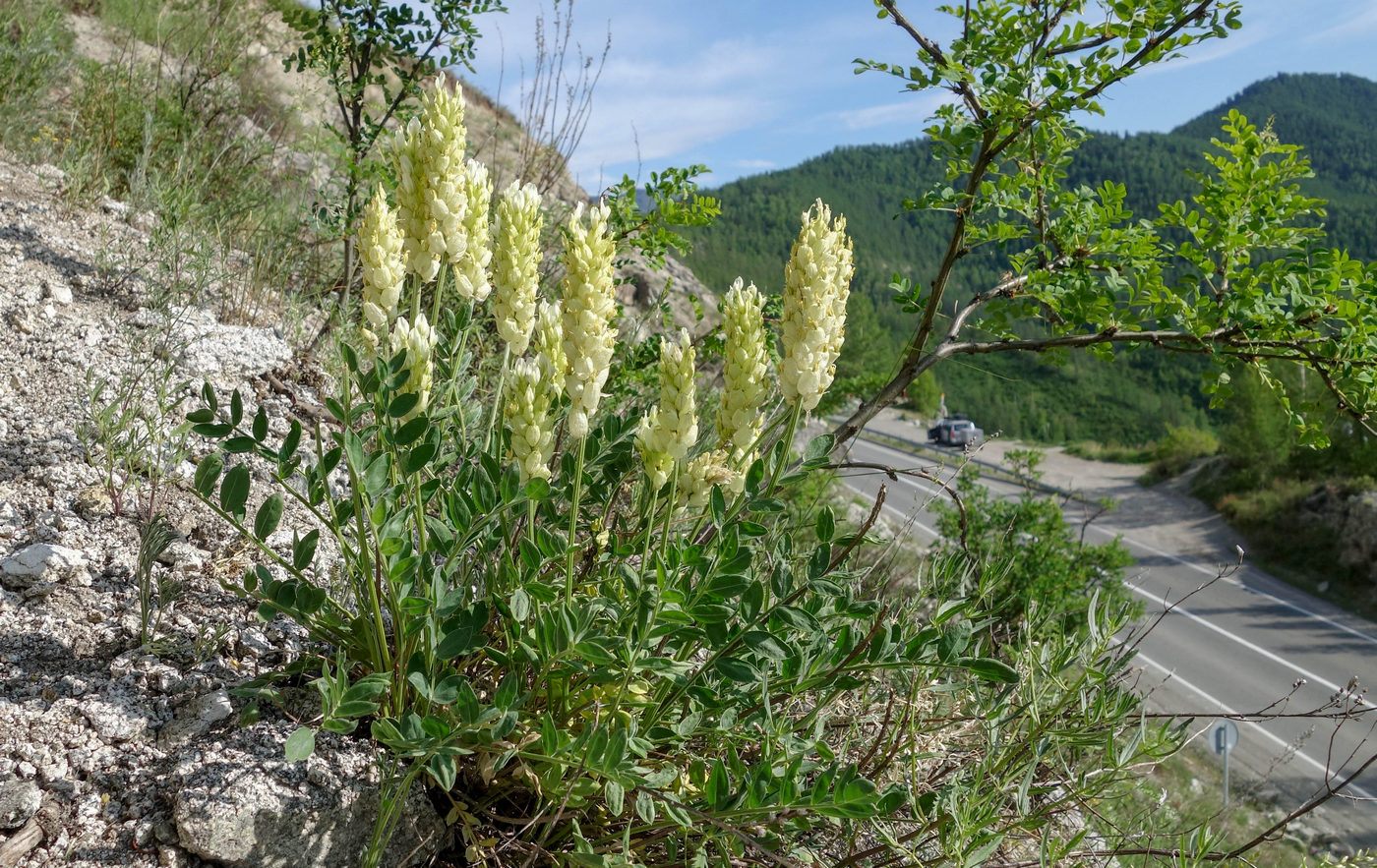 Изображение особи Astragalus follicularis.