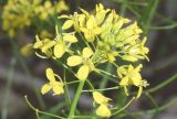 Sisymbrium loeselii