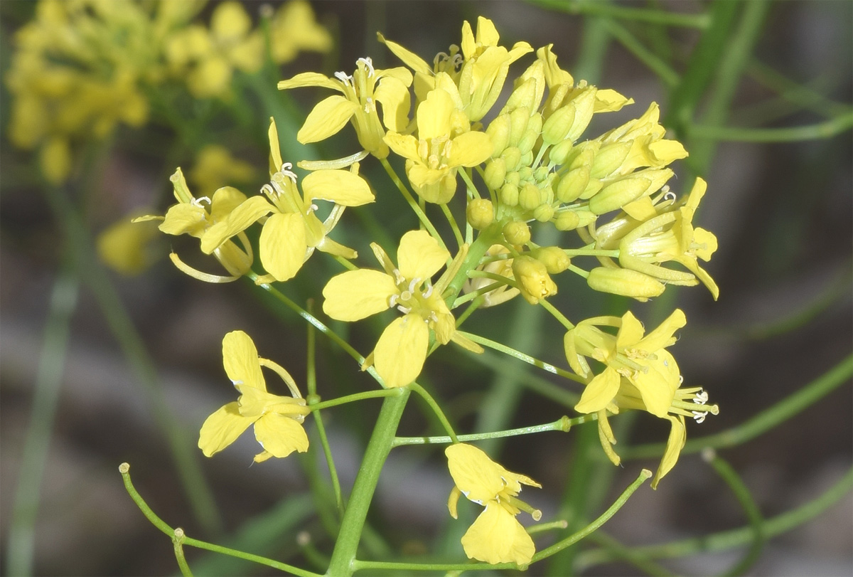 Image of Sisymbrium loeselii specimen.