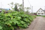 Heracleum lanatum