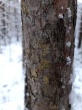 Изображение особи. Автор - Андрей Белехов