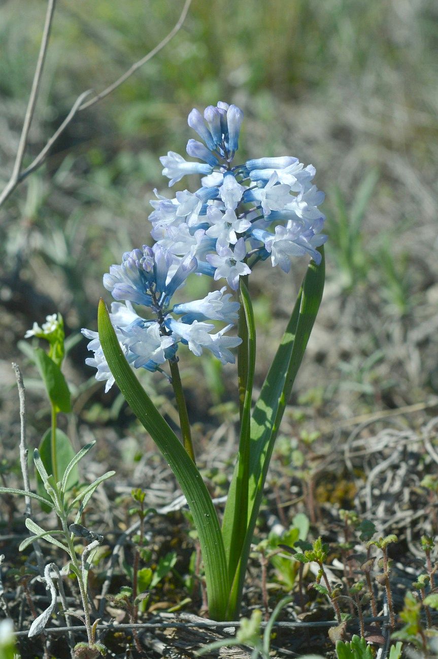 Image of Hyacinthella pallasiana specimen.
