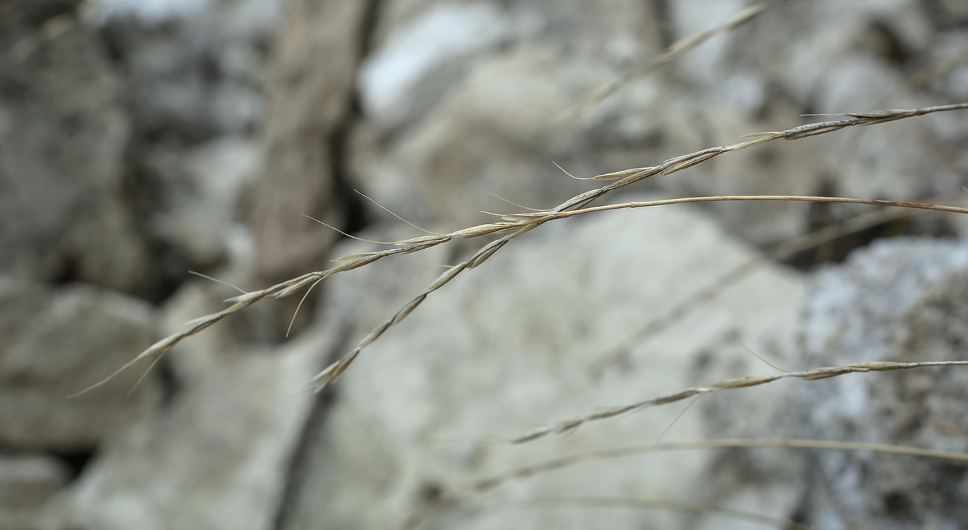Image of Elytrigia reflexiaristata specimen.