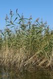 Phragmites australis. Заросль плодоносящих растений. Беларусь, Витебская обл., окр. дер. Сурмино, оз. Белое, прибрежное песчаное мелководье. 26.08.2024.