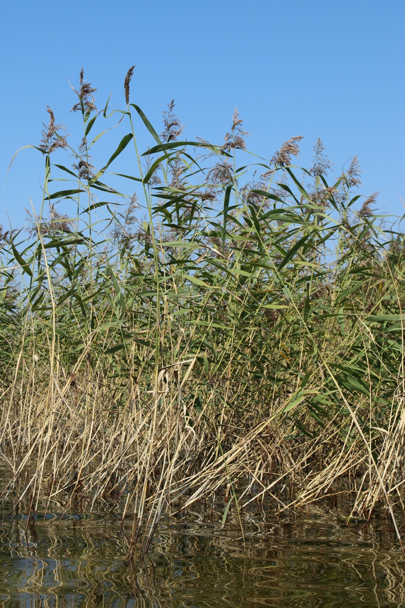 Image of Phragmites australis specimen.