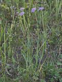 genus Lomelosia