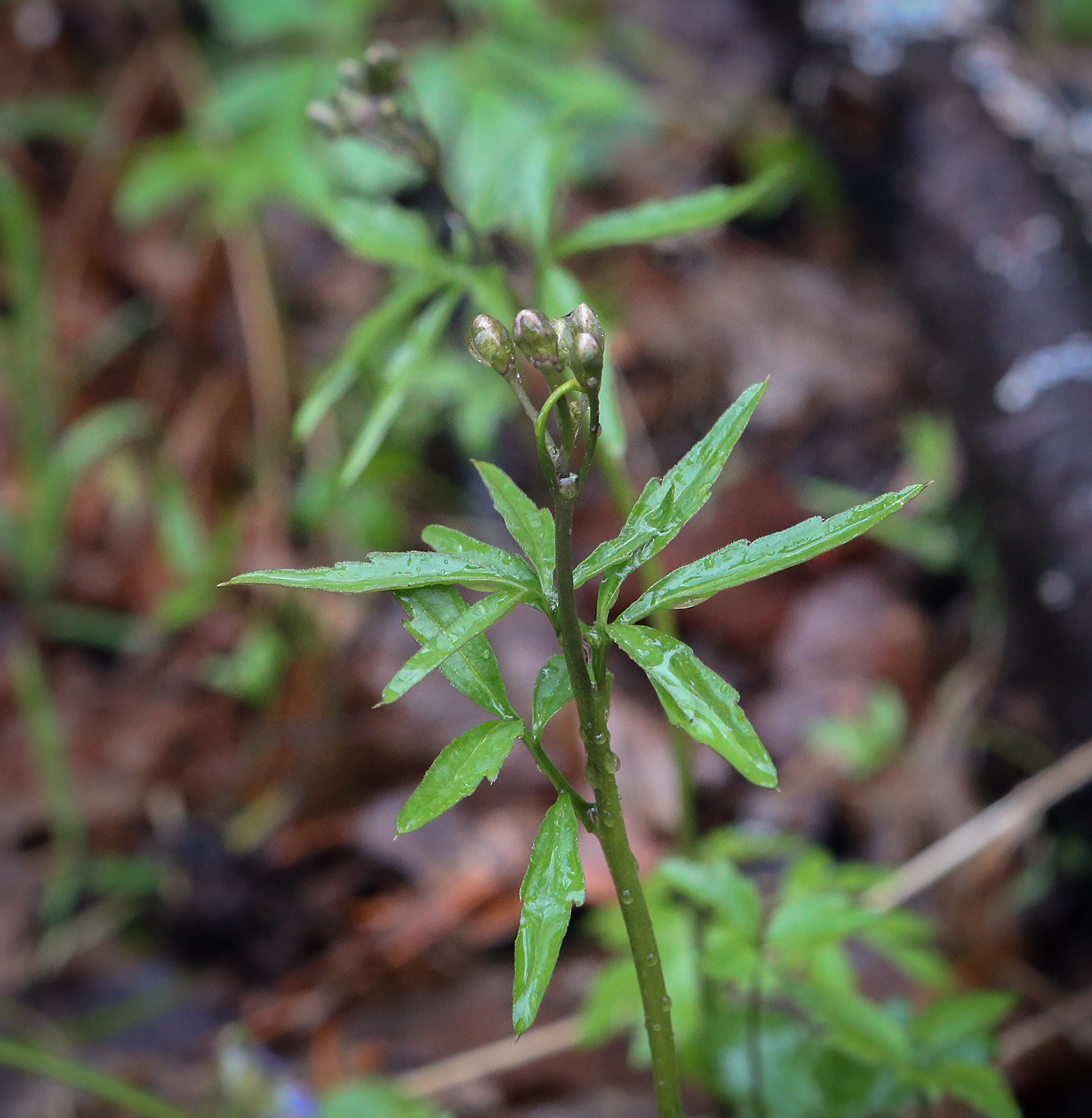 Изображение особи Cardamine trifida.