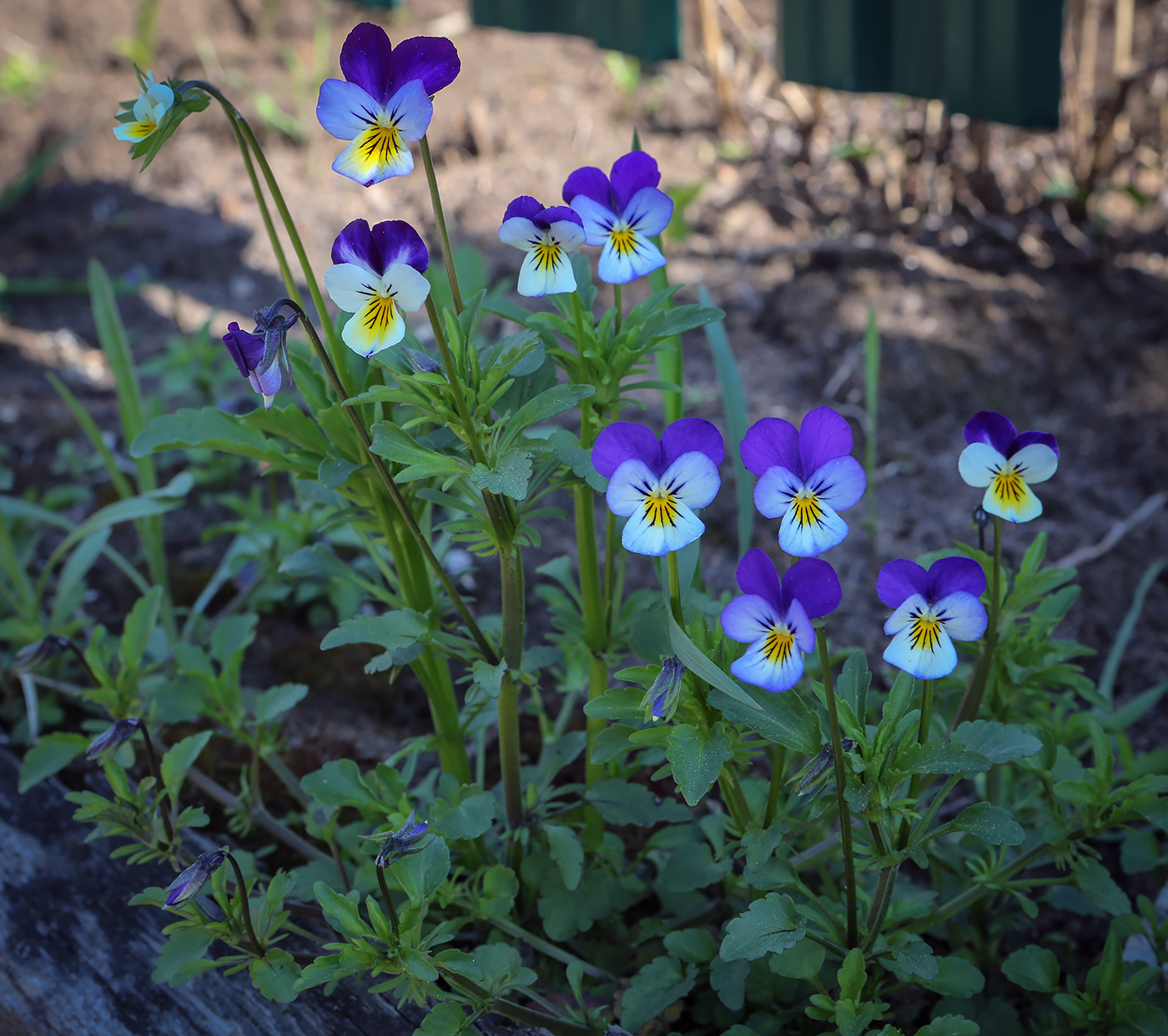 Image of Viola tricolor specimen.