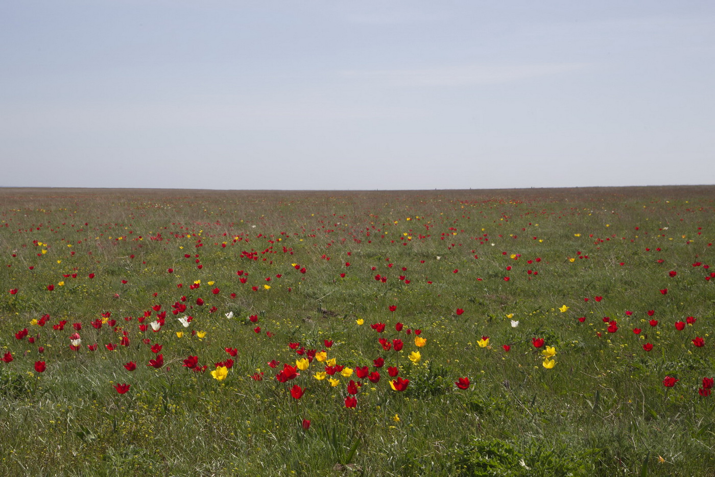 Изображение особи Tulipa suaveolens.