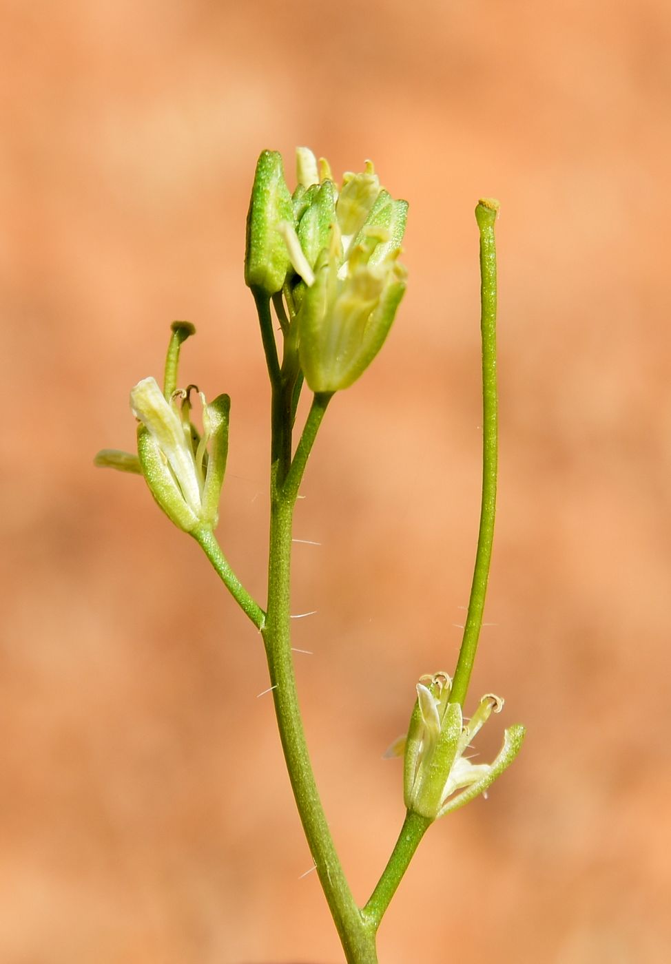 Image of Sisymbrium altissimum specimen.
