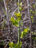 Jasminum fruticans. Часть веточки с молодыми побегами. Крым, г. Судак, ур. Алчак-Кая, с-в склон, луг. 10.04.2025.