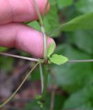 Impatiens noli-tangere