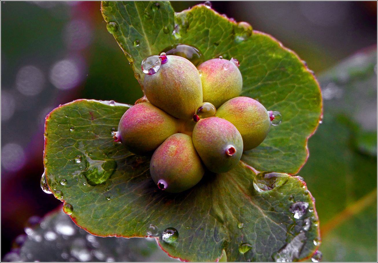 Image of Lonicera caprifolium specimen.