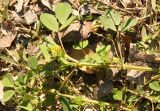 Medicago polymorpha