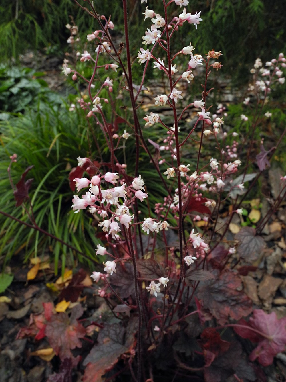 Image of × Heucherella hybrida specimen.