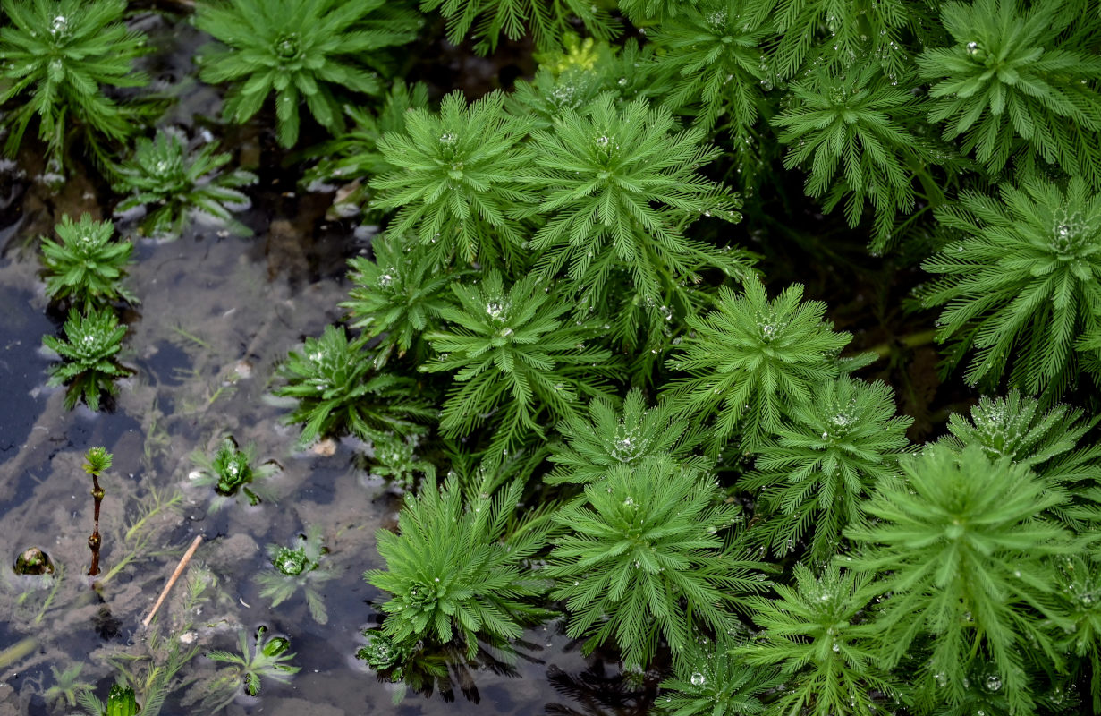 Изображение особи Myriophyllum aquaticum.