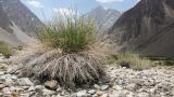 Astragalus pseudomacropterus. Цветущее растение с высохшими прошлогодними побегами у основания куртины. Таджикистан, Горно-Бадахшанская автономная обл., Рушанский р-н, хр. Северо-Аличурский, Ирхтские горы, Сарезское оз., Ирхтский залив, дол. р. Лянгар, выс. ≈ 3300 м н.у.м., сцементированное каменистое поле селевого выноса. 8 июля 2025 г.