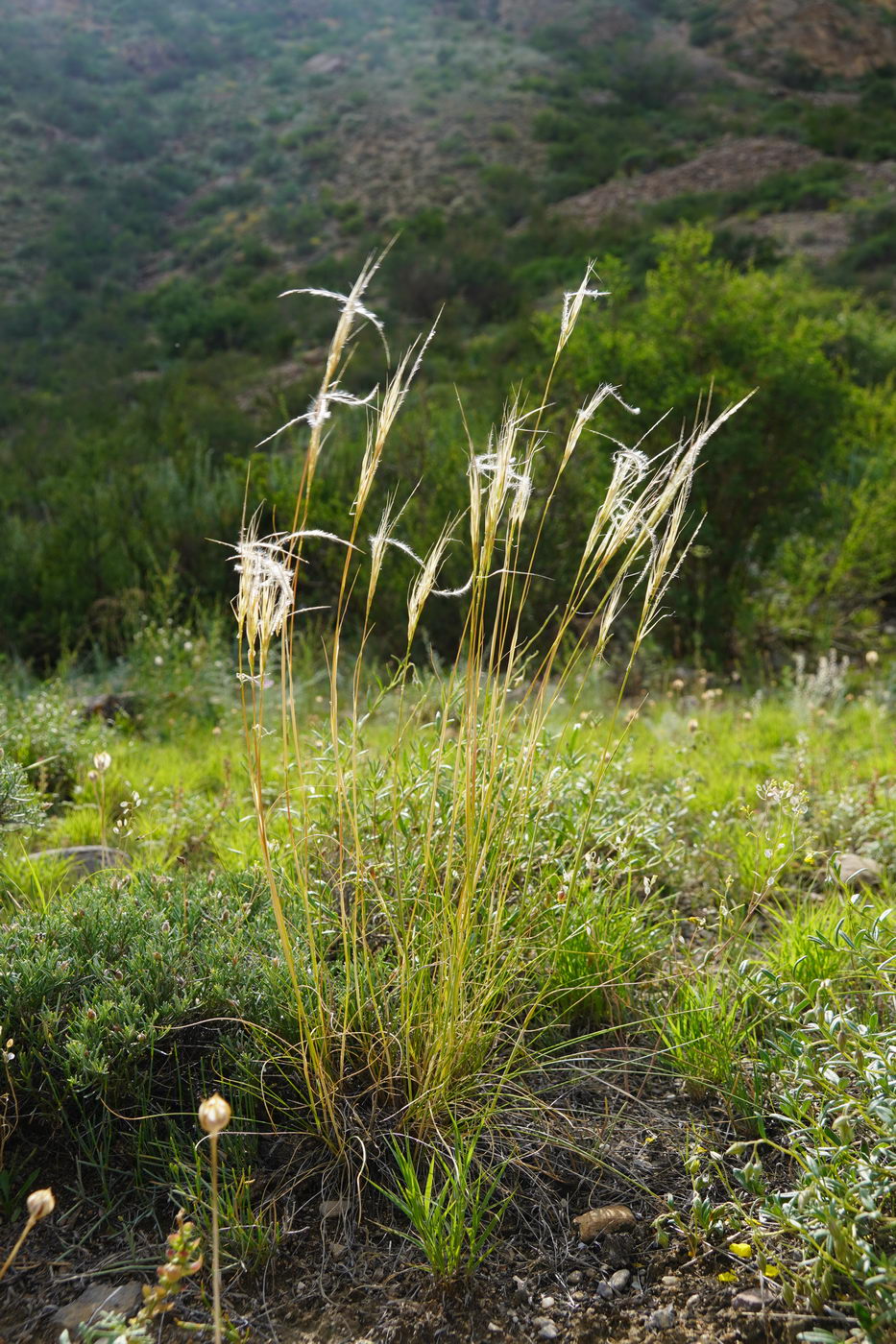 Изображение особи род Stipa.
