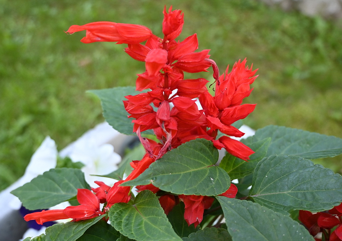 Image of Salvia splendens specimen.