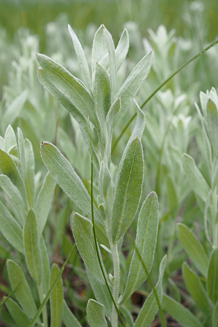 Image of Galatella villosa specimen.