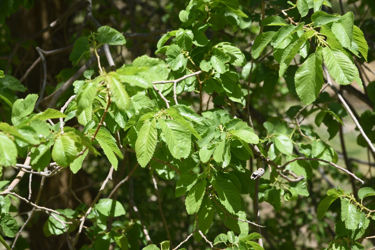 Image of genus Ulmus specimen.