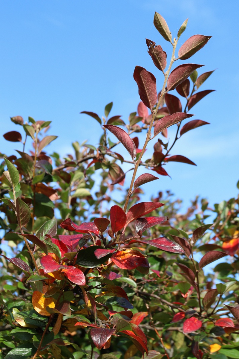 Изображение особи Cotoneaster lucidus.