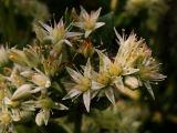 Hylotelephium pallescens