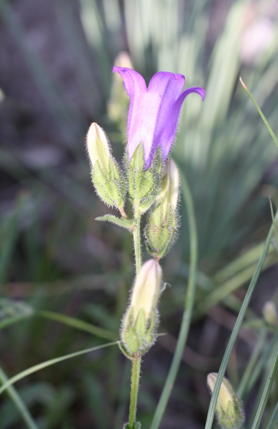 Изображение особи Campanula komarovii.